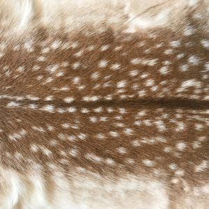 BRAND NEW! Deer Hide